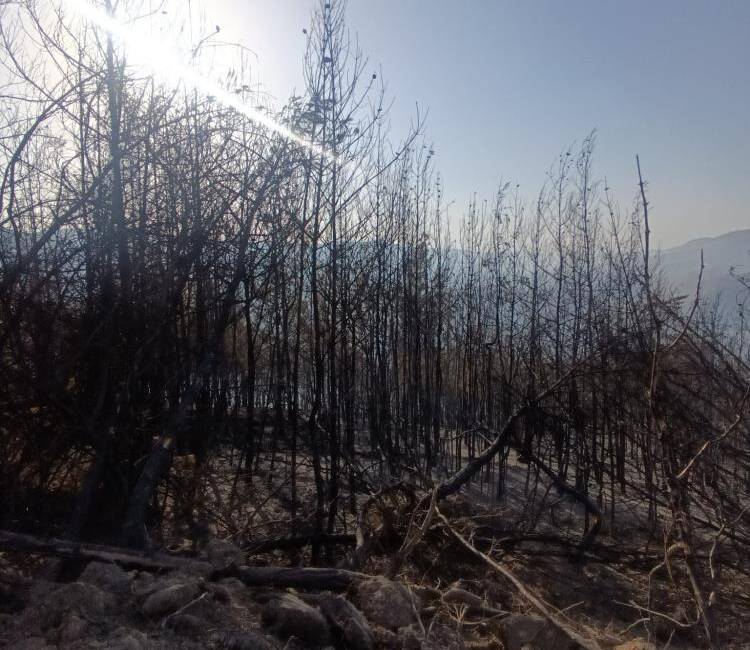 Hatay’ın Yayladağı ilçesine bağlı Arslanyazı Mahallesi’nde saat 15.30 civarında başlayan