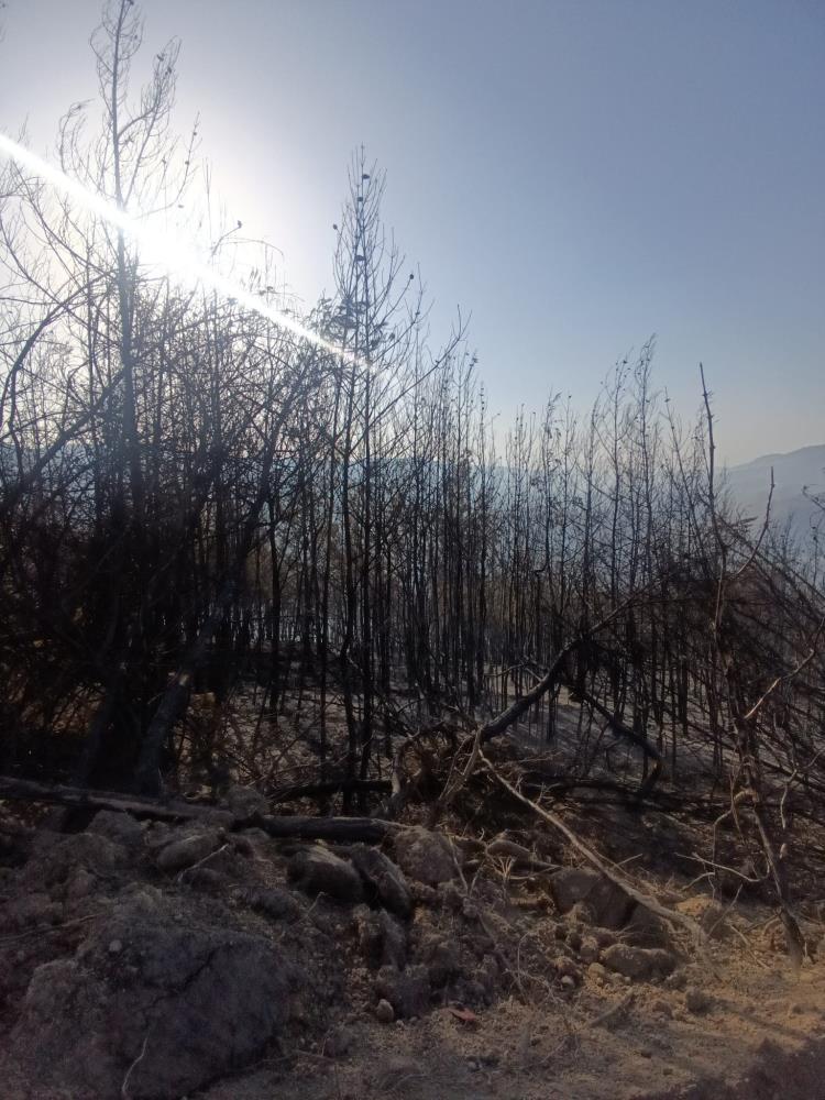 Hatay’ın Yayladağı ilçesine bağlı Arslanyazı Mahallesi’nde saat 15.30 civarında başlayan