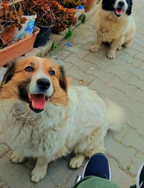 Kahramanmaraş merkezli depremler sebebiyle Ankara’ya getirilen ve uzun süre ayrı