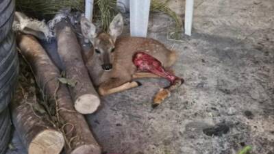 Hatay’ın Samandağ ilçesi Batıayaz Mahallesi’nde bir işletmeye yaralı halde sığınan