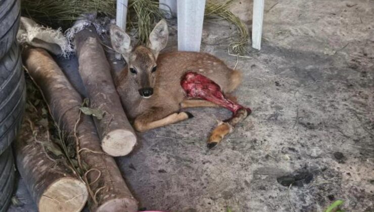 Hatay’ın Samandağ ilçesi Batıayaz Mahallesi’nde bir işletmeye yaralı halde sığınan