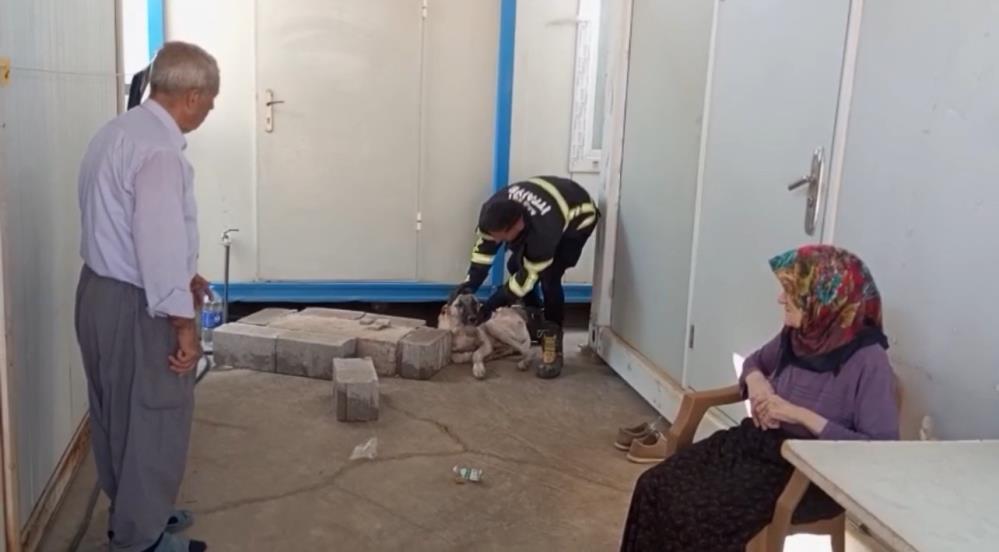 Hatay’ın Hassa ilçesinde konteynerin altına sıkışarak mahsur kalan köpek, itfaiye
