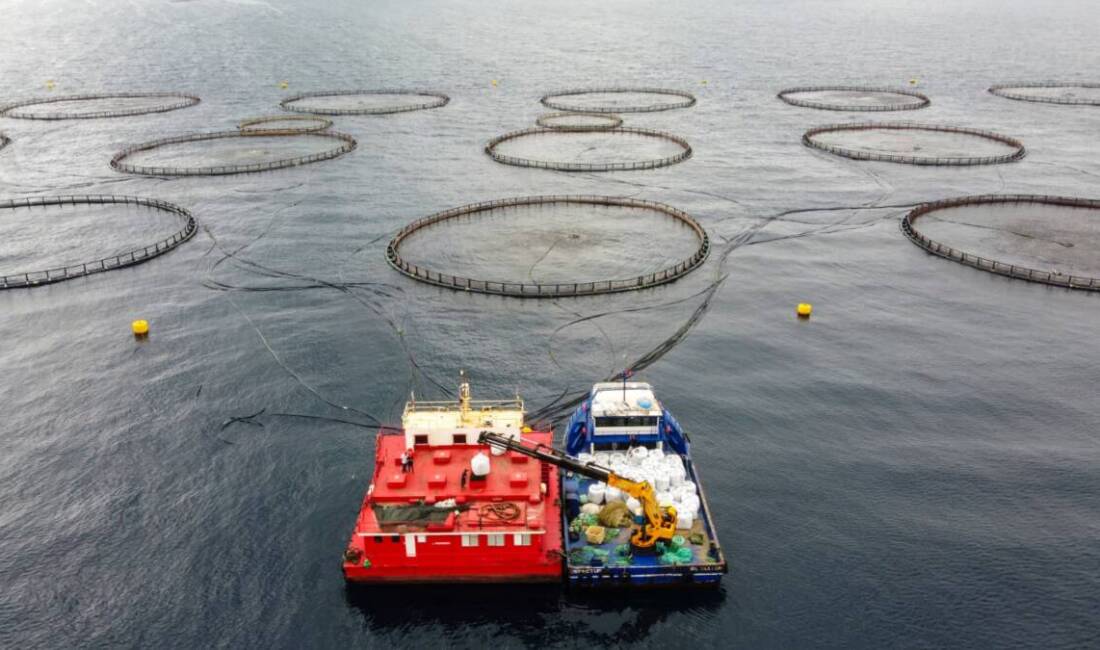 Hatay’ın Arsuz ilçesi açıklarında kafeslerde yetiştirilen çupra ve levreklerin büyük