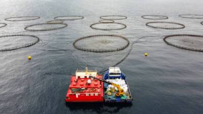 Hatay’ın Arsuz ilçesi açıklarında kafeslerde yetiştirilen çupra ve levreklerin büyük