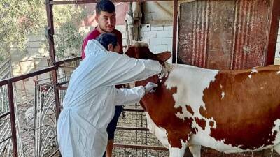 Hatay Tarım ve Orman İl Müdürlüğü, il genelindeki büyükbaş hayvanları