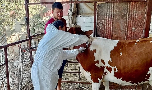 Hatay Tarım Müdürlüğü, Şap Hastalığına Karşı Sahada Hatay Tarım ve Orman İl Müdürlüğü, il genelindeki büyükbaş hayvanları
