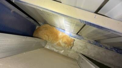 Antakya’nın Güzelburç Mahallesi’nde, bir marketin boşluğuna düşen yavru kedi, iki