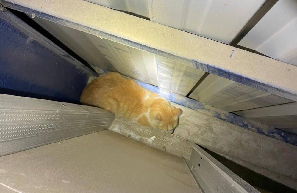 Vatandaşların Dikkati, Mahsur Kalan Kediyi Hayata Döndürdü Antakya’nın Güzelburç Mahallesi’nde, bir marketin boşluğuna düşen yavru kedi, iki