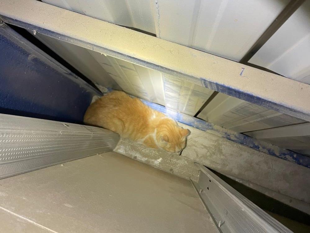 Antakya’nın Güzelburç Mahallesi’nde, bir marketin boşluğuna düşen yavru kedi, iki