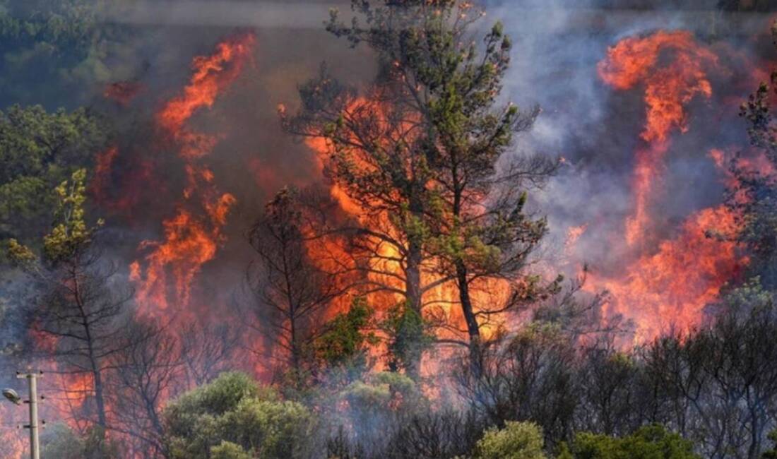 Türkiye’de art arda yaşanan orman yangınlarının ardından gündeme gelen ağaçlandırma