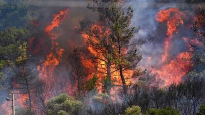 Türkiye’de art arda yaşanan orman yangınlarının ardından gündeme gelen ağaçlandırma