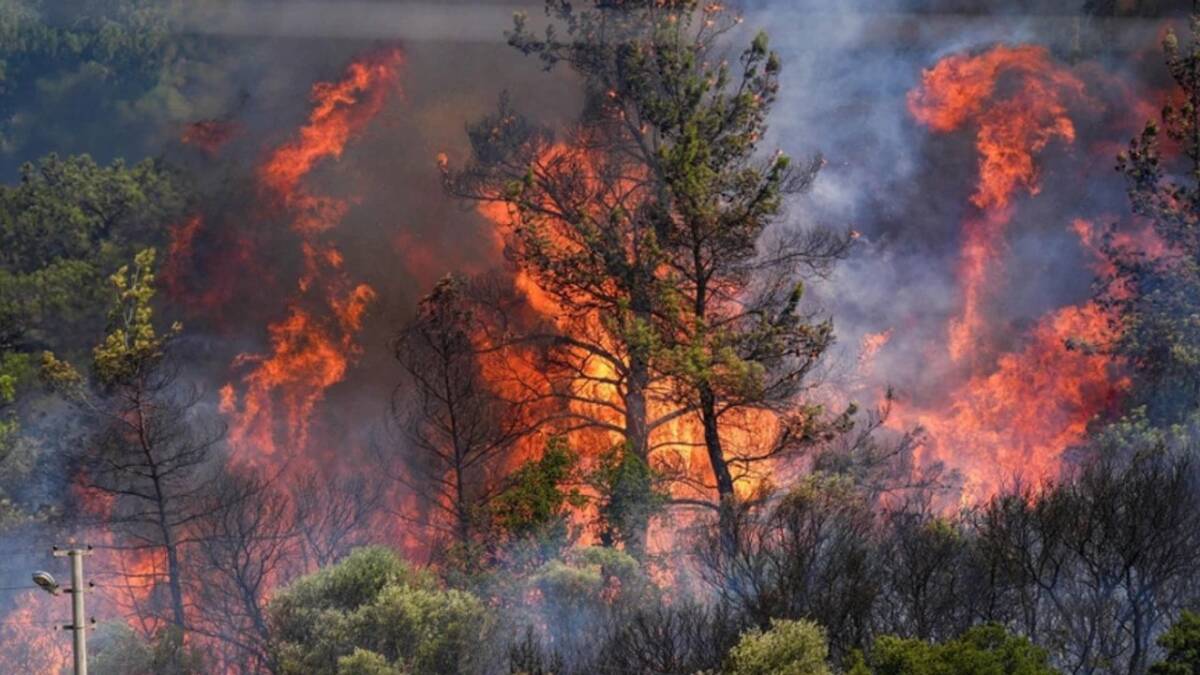 Türkiye’de art arda yaşanan orman yangınlarının ardından gündeme gelen ağaçlandırma