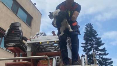 Hatay’ın Payas ilçesinde bir kedi, yüksek bir ağaca tırmandıktan sonra