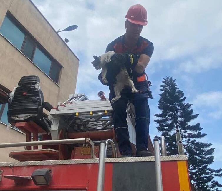 Payas’ta can dostu kurtarma operasyonu Hatay’ın Payas ilçesinde bir kedi, yüksek bir ağaca tırmandıktan sonra