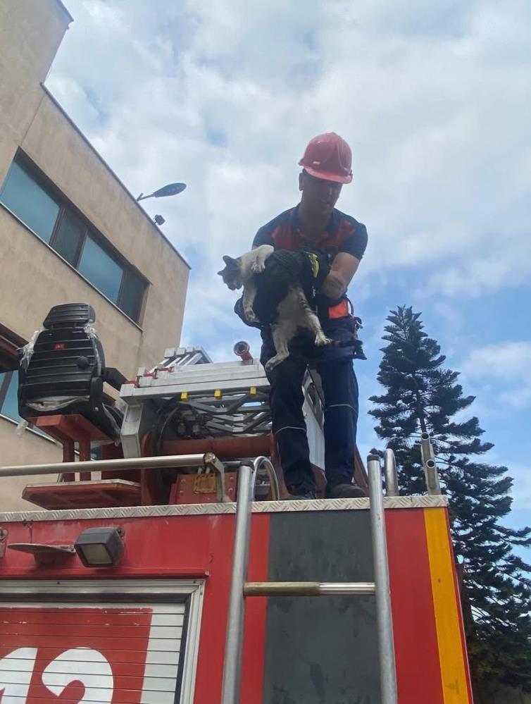 Hatay’ın Payas ilçesinde bir kedi, yüksek bir ağaca tırmandıktan sonra