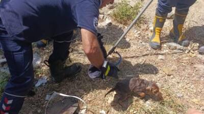 Hatay’ın Samandağ ilçesinde bir yavru köpek, kuyuya düşmesi sonucu mahsur