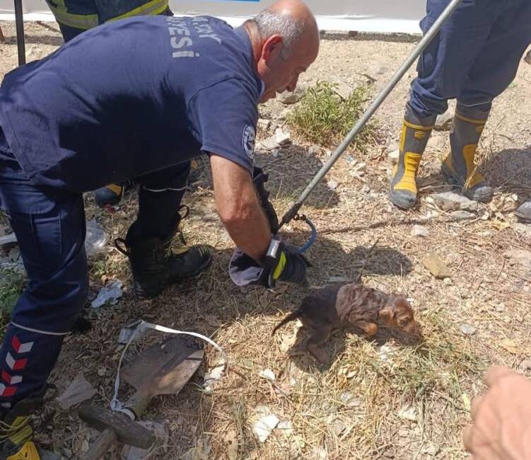 Hatay’ın Samandağ ilçesinde bir yavru köpek, kuyuya düşmesi sonucu mahsur