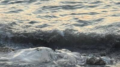 Hatay’ın Akdeniz’e kıyısı bulunan Arsuz ilçesinde, kıyıya vuran telef olmuş