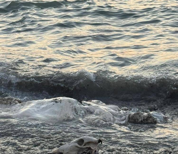 Hatay’ın Akdeniz’e kıyısı bulunan Arsuz ilçesinde, kıyıya vuran telef olmuş