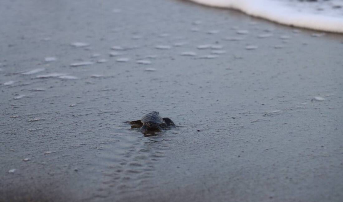 Hatay’ın Samandağ ilçesinde, Çevlik sahilinde kuluçka dönemini tamamlayan yeşil deniz
