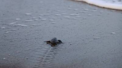 Hatay’ın Samandağ ilçesinde, Çevlik sahilinde kuluçka dönemini tamamlayan yeşil deniz