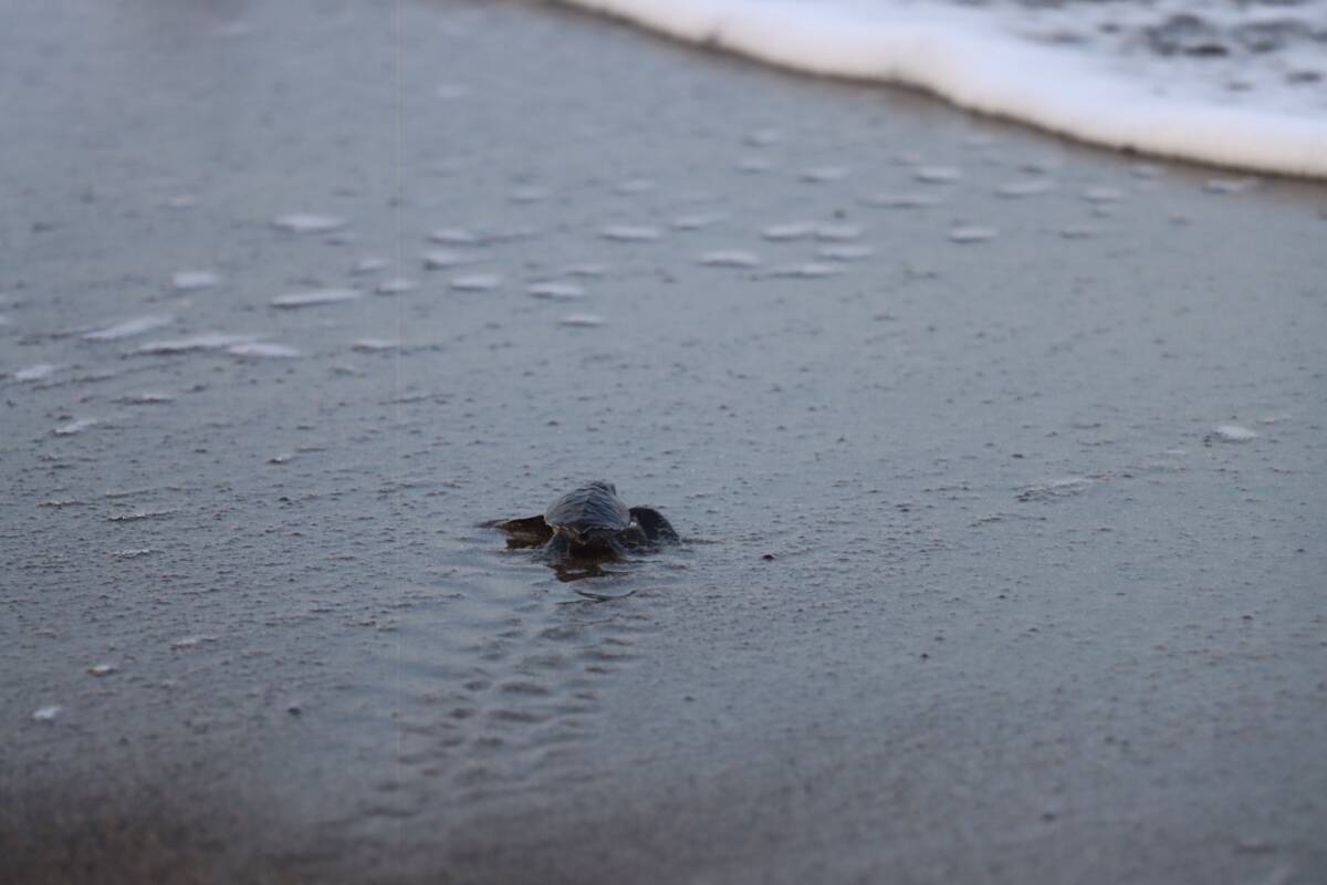 Hatay’ın Samandağ ilçesinde, Çevlik sahilinde kuluçka dönemini tamamlayan yeşil deniz