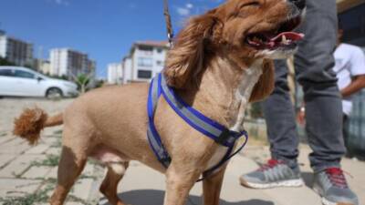 Bugün, dört ayaklı sadık dostlarımızı onurlandırmak için özel bir gün: