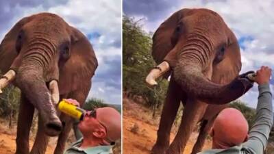 Kenya’da bir turistin file bira içirdiği görüntüler, sosyal medyada infial