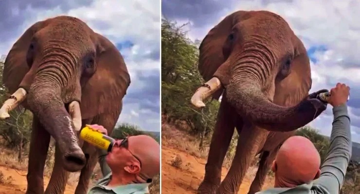 Kenya’da bir turistin file bira içirdiği görüntüler, sosyal medyada infial