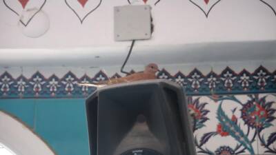 Hatay’da bulunan Fahri Öksüz Camii’ne yuva yapan kuşların yuvaları, cemaat