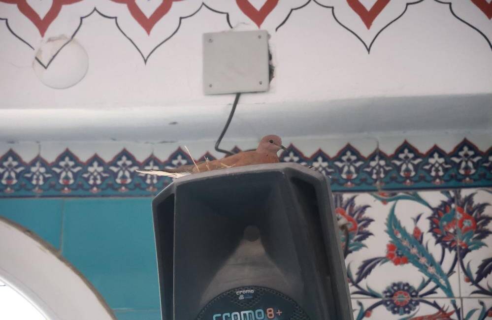Küçük misafirler için büyük hassasiyet: Cami kuşlara açıldı Hatay’da bulunan Fahri Öksüz Camii’ne yuva yapan kuşların yuvaları, cemaat
