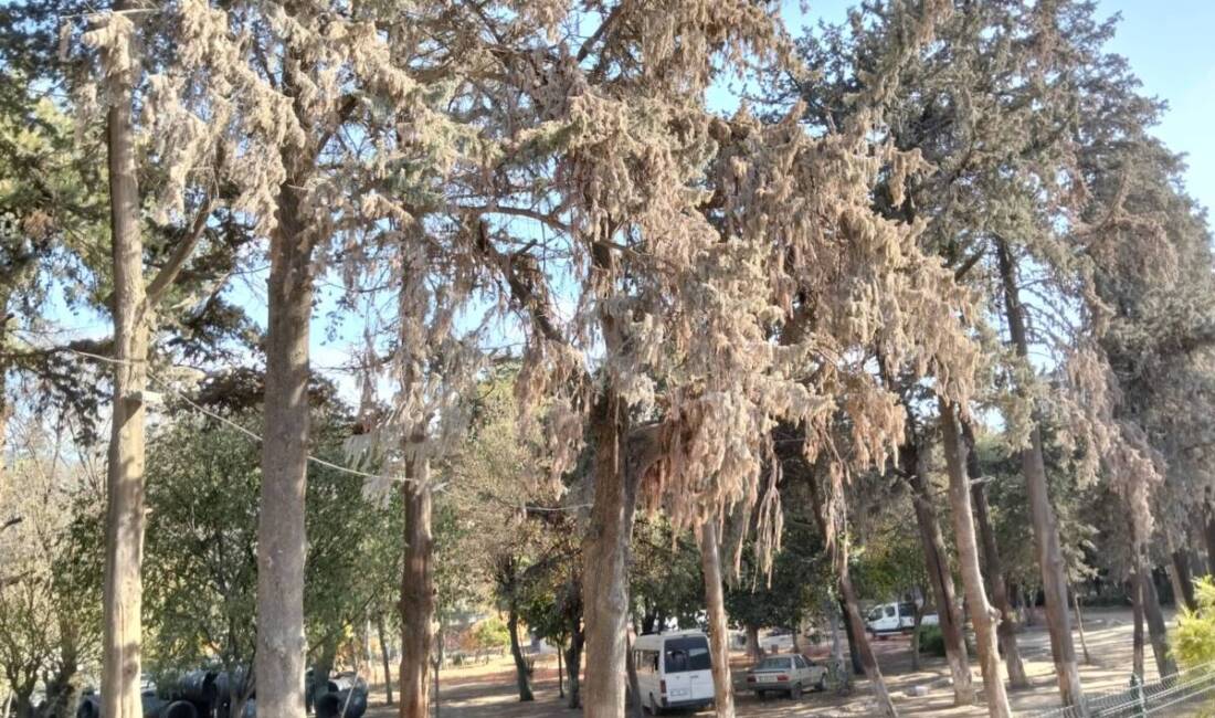 Antakya’nın kalbindeki park çürümeye terk edildi Antakya’nın merkezinde, Asi Nehri kıyısında yer alan ve II. Abdülhamit