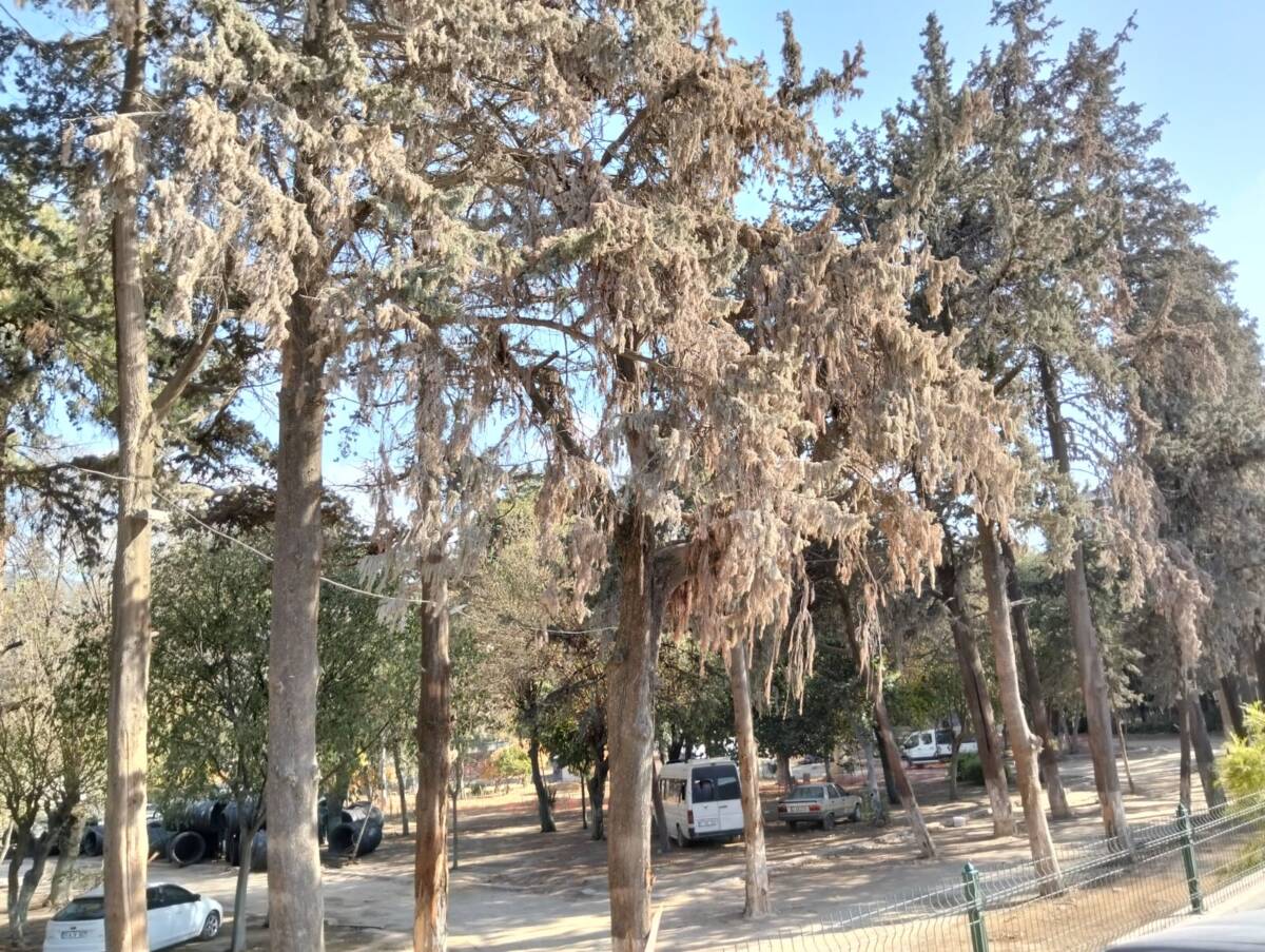 Antakya’nın merkezinde, Asi Nehri kıyısında yer alan ve II. Abdülhamit