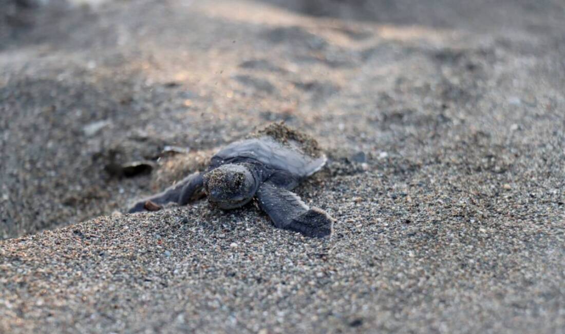 Hatay’ın Samandağ ilçesindeki 14 kilometrelik sahil, yeşil deniz kaplumbağalarının (Chelonia