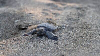 Hatay’ın Samandağ ilçesindeki 14 kilometrelik sahil, yeşil deniz kaplumbağalarının (Chelonia