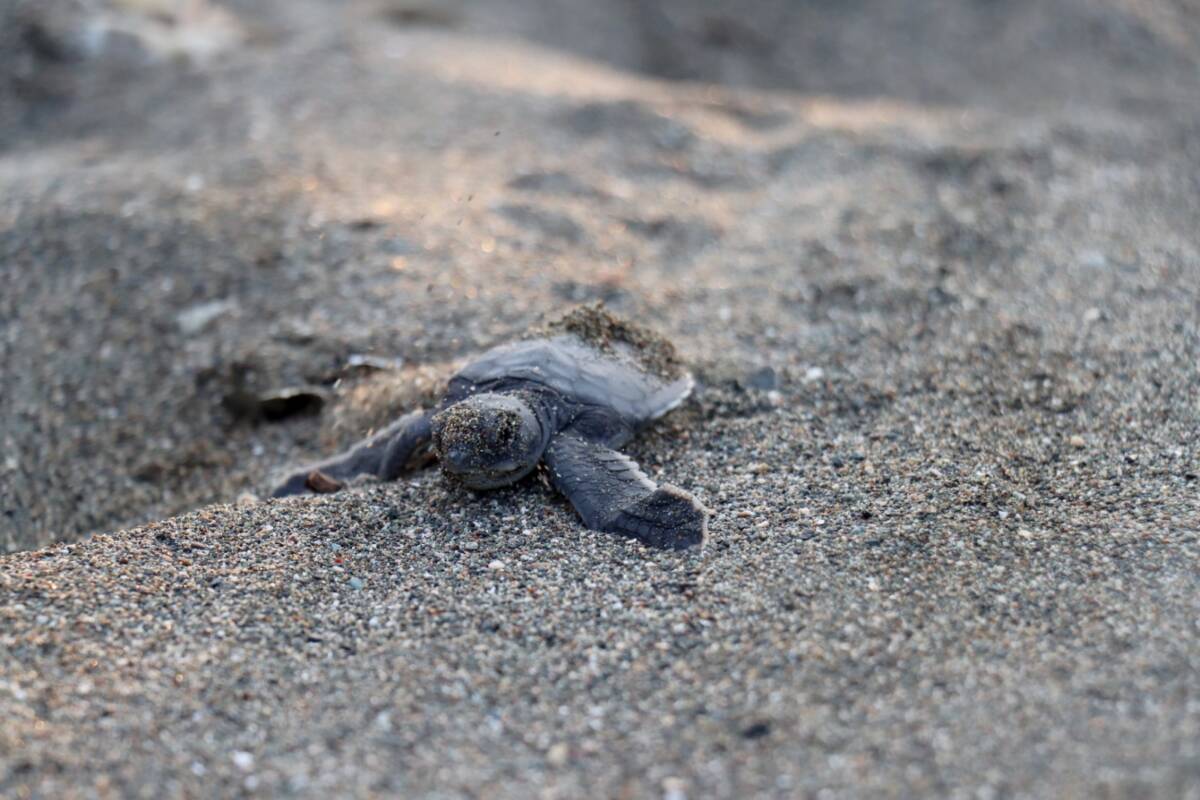 Hatay’ın Samandağ ilçesindeki 14 kilometrelik sahil, yeşil deniz kaplumbağalarının (Chelonia