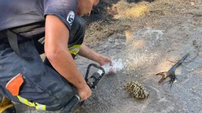 Hatay’ın merkez ilçesi Antakya’da çıkan bahçe yangını, itfaiye ekiplerinin hızlı