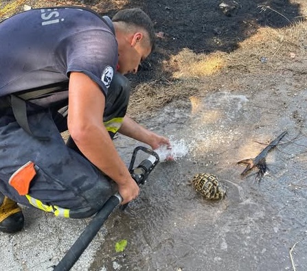 Alevlerden Son Anda Kurtulan Kaplumbağa Doğaya Kavuştu Hatay’ın merkez ilçesi Antakya’da çıkan bahçe yangını, itfaiye ekiplerinin hızlı