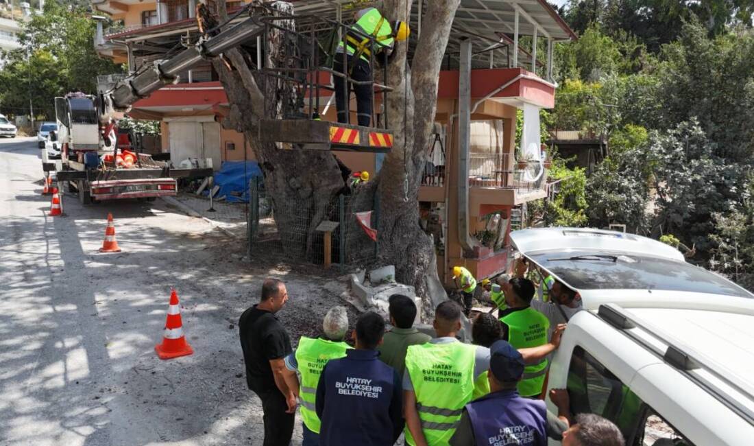 Anıt Ağaçlar İçin Saha Eğitimi Başladı Hatay Büyükşehir Belediyesi, kentin yeşil mirasını korumak adına anıt ağaçların