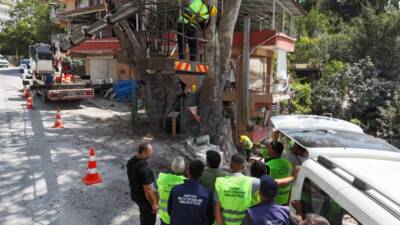 Hatay Büyükşehir Belediyesi, kentin yeşil mirasını korumak adına anıt ağaçların