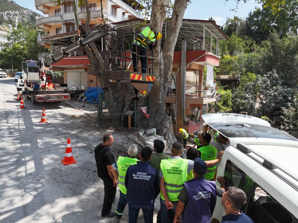 Hatay Büyükşehir Belediyesi, kentin yeşil mirasını korumak adına anıt ağaçların