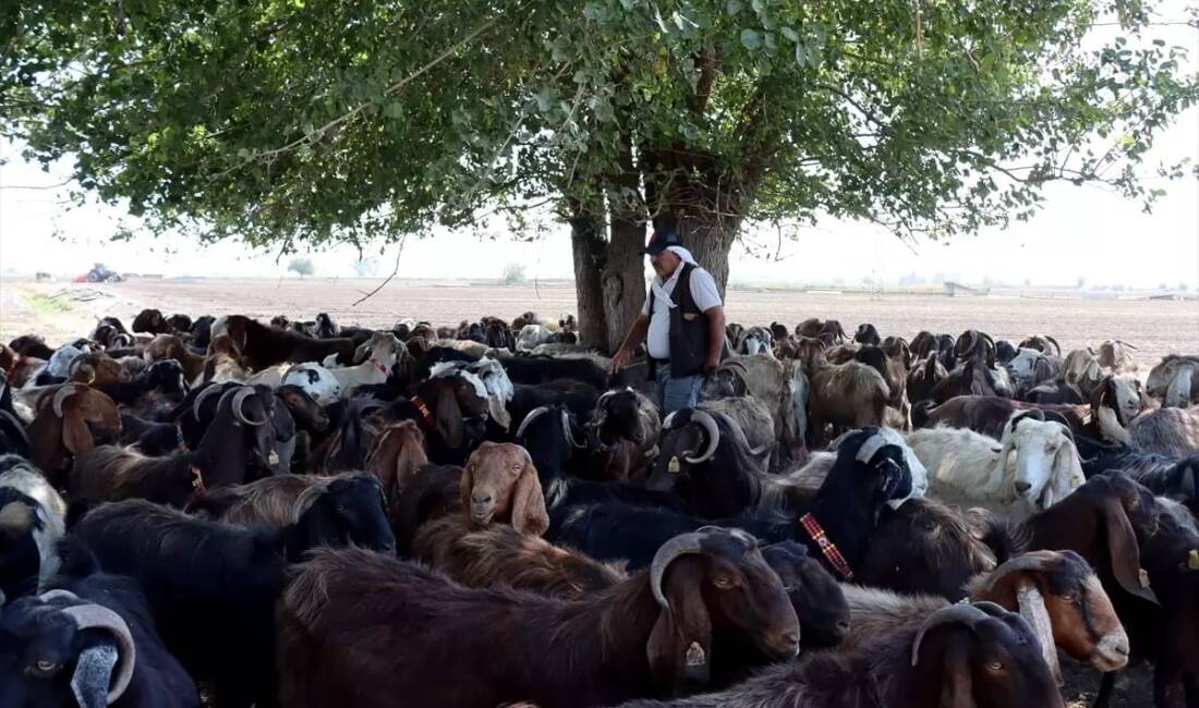 Hataylı Besici, Devlet Desteğiyle Hayvancılığını Büyüttü 6 Şubat 2023’te meydana gelen Kahramanmaraş merkezli depremde ahırları yıkılan