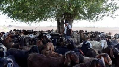 6 Şubat 2023’te meydana gelen Kahramanmaraş merkezli depremde ahırları yıkılan