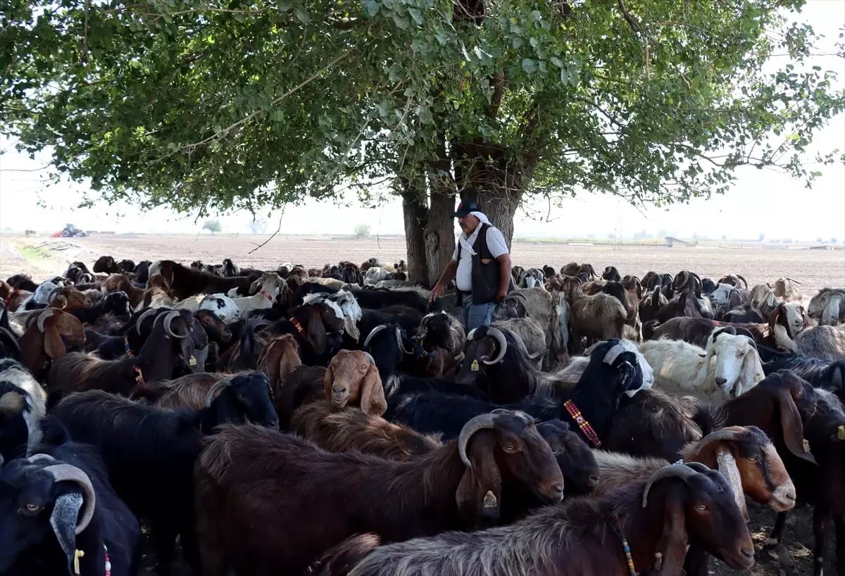 6 Şubat 2023’te meydana gelen Kahramanmaraş merkezli depremde ahırları yıkılan