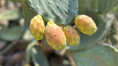 Hatay’da toplaması güç ve zahmetli olmasıyla bilinen dikenli incir, ağustos