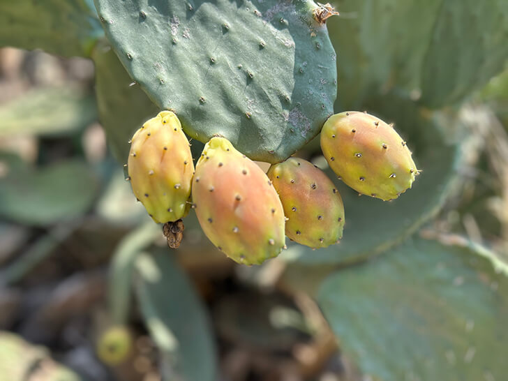 Hatay’ın Doğal Hazinesi: Frenk İnciriyle Şifa Arayanlara Müjde Hatay’da toplaması güç ve zahmetli olmasıyla bilinen dikenli incir, ağustos