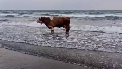 Hatay’da kavurucu sıcak havanın etkisiyle sahibinden kaçan inek denize girerek