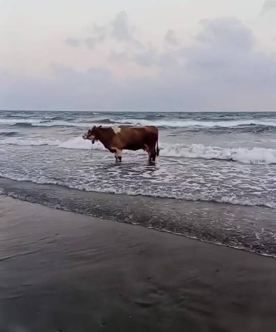 Hatay’da kavurucu sıcak havanın etkisiyle sahibinden kaçan inek denize girerek