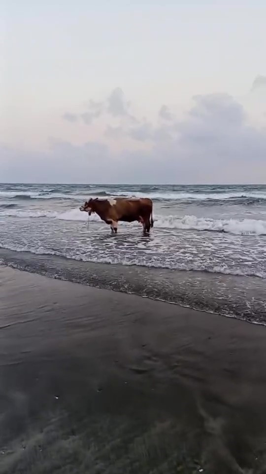 Hatay’da kavurucu sıcak havanın etkisiyle sahibinden kaçan inek denize girerek