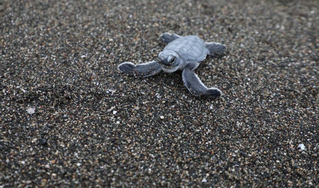 HBB Çevre Koruma ve Kontrol Dairesi Başkanlığı, birçok endemik türün